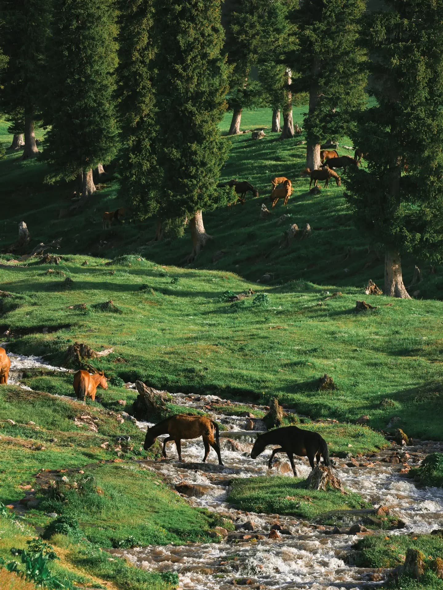 Ili Xinjiang private journey landscape