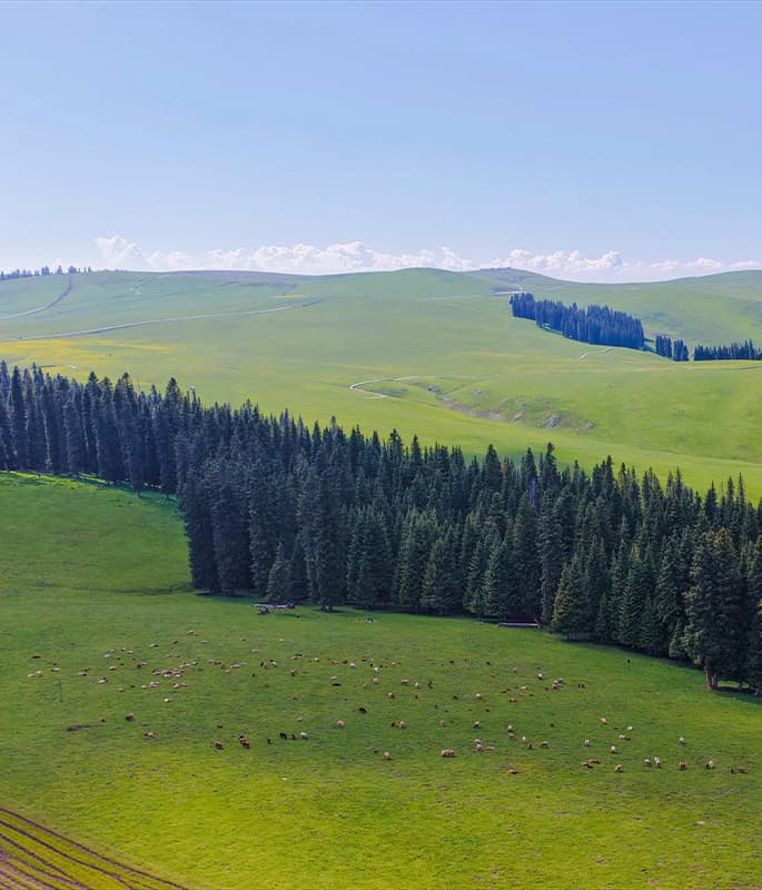 Kalajun Grassland detail view 8