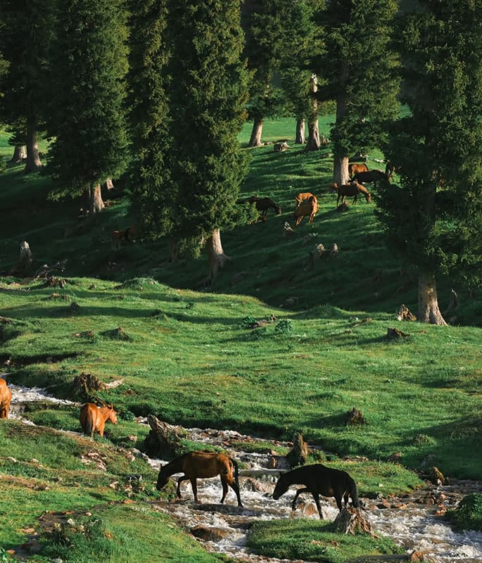 Nalati Grassland detail view 2