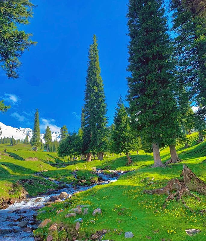 Nalati Grassland detail view 6