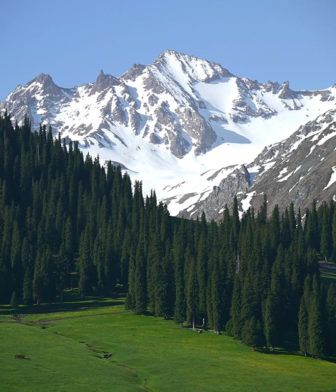 Nalati Grassland detail view 7