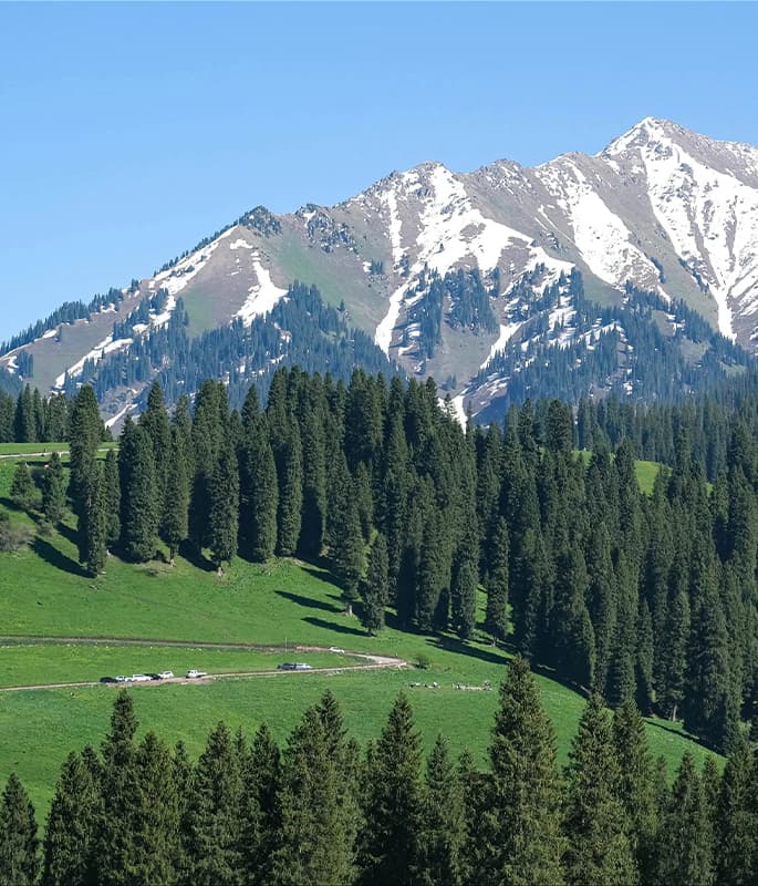 Nalati Grassland detail view 9