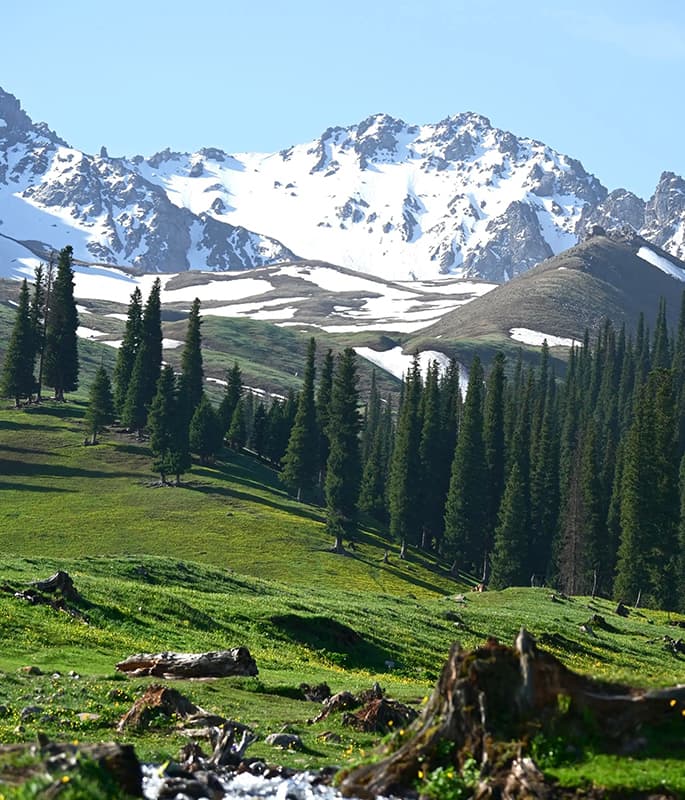 Nalati Grassland detail view 11