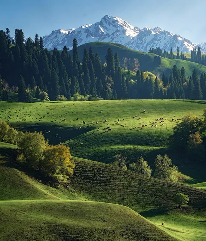 Nalati Grassland detail view 13
