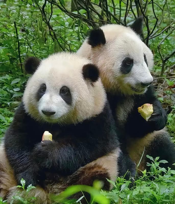 Giant Panda Base detail view 1
