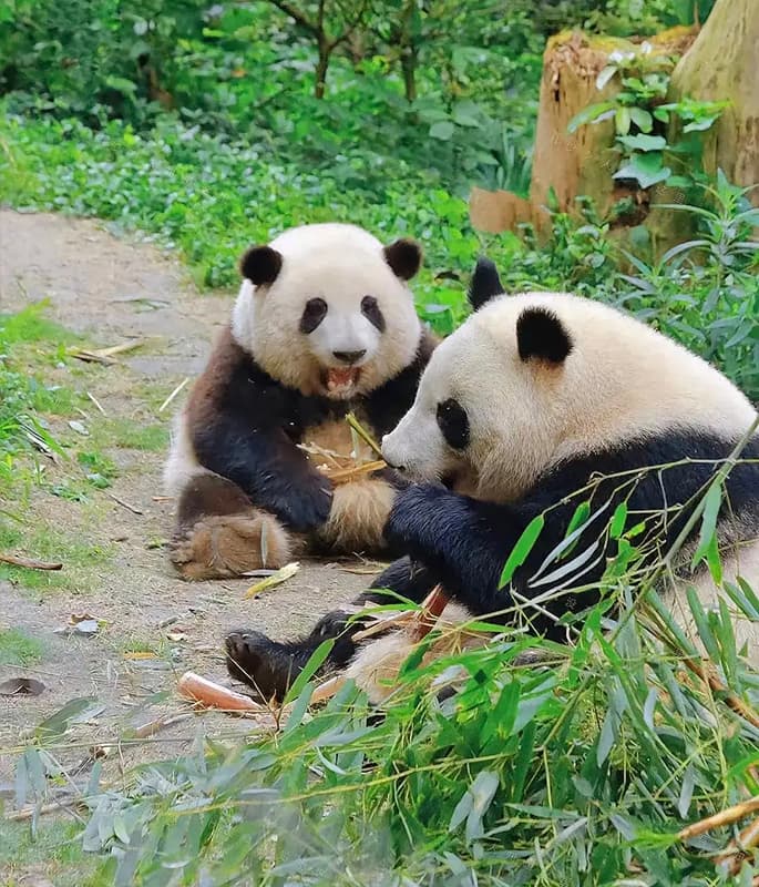 Giant Panda Base detail view 2