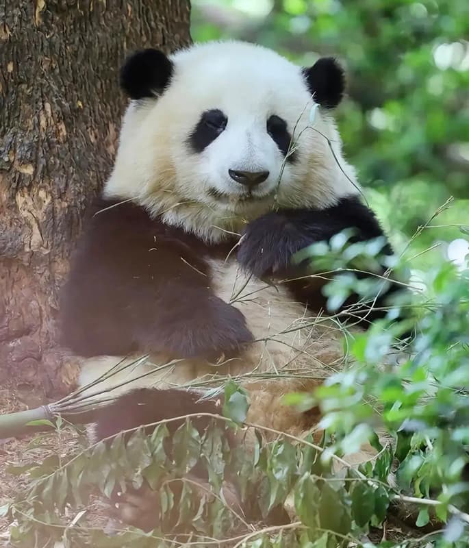 Giant Panda Base detail view 3