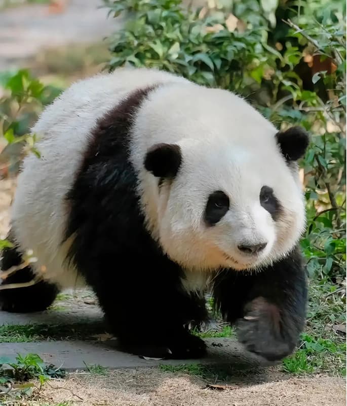 Giant Panda Base detail view 4
