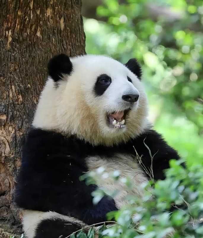 Giant Panda Base detail view 5
