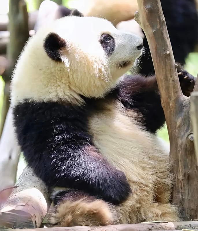 Giant Panda Base detail view 6