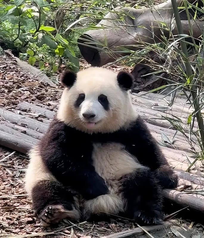 Giant Panda Base detail view 7